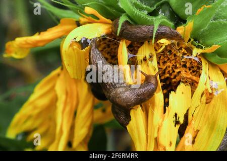 Nacktschnecken, die sich im Garten an einer Sonnenblume ernähren Stockfoto