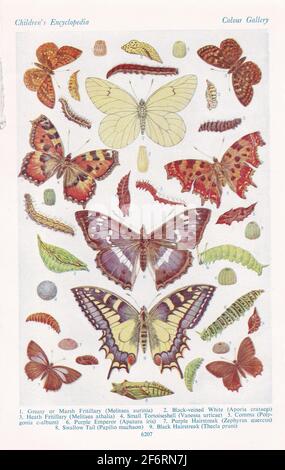 Vintage-Illustrationen von britischen Schmetterlingen. Stockfoto