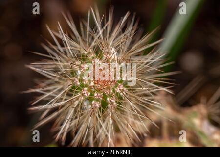 Kaktus mit langen Stacheln in Nahaufnahme Stockfotografie - Alamy