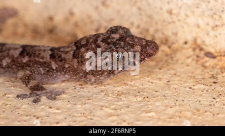 Kosmopolitischer Hausgecko der Art Hemidactylus mabouia Stockfoto