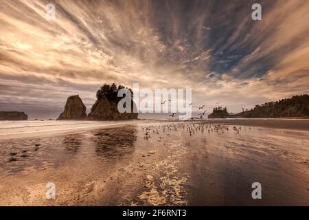 Schwarm von Möwen auf dem Sand am 2nd Beach, La Push bei Sonnenuntergang. Stockfoto