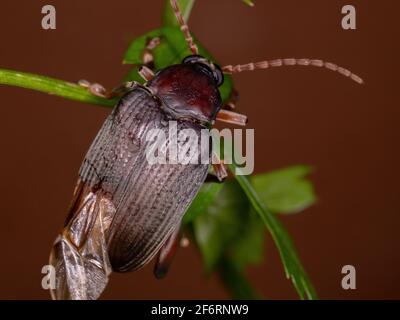 Adulter Bean Weevil des Stammes Pachymerini Stockfoto