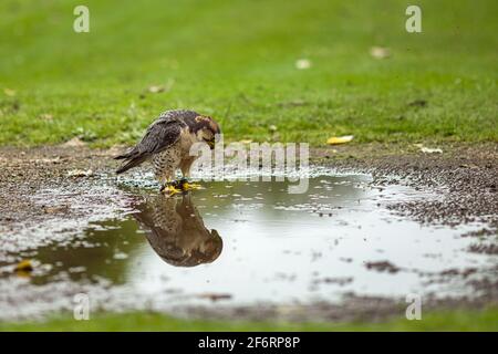 Ein Wanderfalke betrachtet seine eigene Spiegelung in einer Pfütze aus Regenwasser. Stockfoto