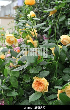 Amber-Aprikose Englische Strauchrose (Rosa) Carolyn Knight blüht auf einer Ausstellung im Mai Stockfoto