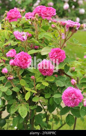 Rosa Moosrose (Rosa) Catherine de Württemberg blüht im Juni in einem Garten Stockfoto