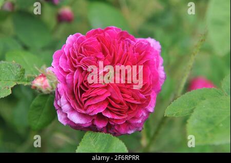 Im Juni blüht in einem Garten die Malvengallica-Rose (Rosa) Catinat Stockfoto