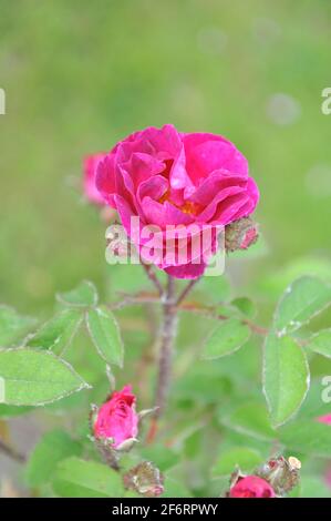 Mauve Moosrose (Rosa) Celina blüht im Juni in einem Garten Stockfoto