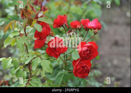 Die rote Floribunda Rose (Rosa) blüht im September in einem Garten Stockfoto