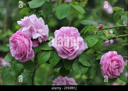 Rosa Bourbon Rose (Rosa) Champion der Welt blüht im Juni in einem Garten Stockfoto