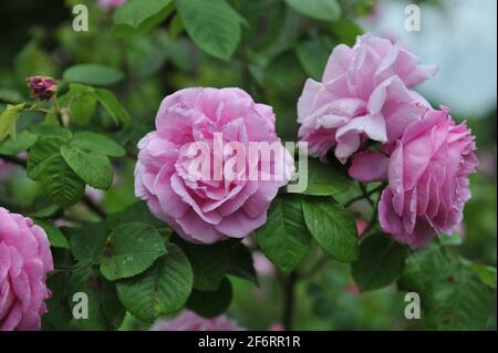 Rosa Bourbon Rose (Rosa) Champion der Welt blüht im Juni in einem Garten Stockfoto