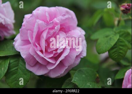 Rosa Bourbon Rose (Rosa) Champion der Welt blüht im Juni in einem Garten Stockfoto