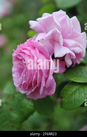 Rosa Bourbon Rose (Rosa) Champion der Welt blüht im Juni in einem Garten Stockfoto