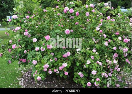 Rosa Bourbon Rose (Rosa) Champion der Welt blüht im Juni in einem Garten Stockfoto