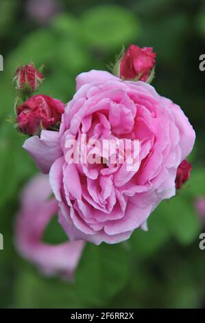 Rosa Bourbon Rose (Rosa) Champion der Welt blüht im Juni in einem Garten Stockfoto