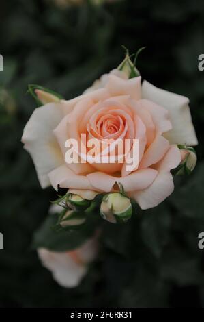Aprikose-rosa Hybride Teerose (Rosa) Chandos Beauty blüht auf einer Ausstellung im Mai Stockfoto
