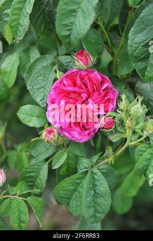 Im Juni blüht die mauvenblütige Provins Rose (Rosa gallica) Charles de Mills in einem Garten Stockfoto