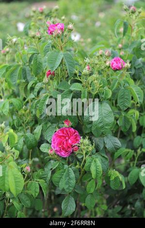 Im Juni blüht die mauvenblütige Provins Rose (Rosa gallica) Charles de Mills in einem Garten Stockfoto