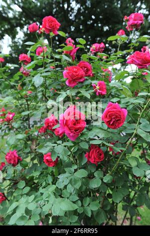 Dunkelrote Hybride Perpetuelle Rose (Rosa) Charles Lefebvre blüht im Juni in einem Garten Stockfoto