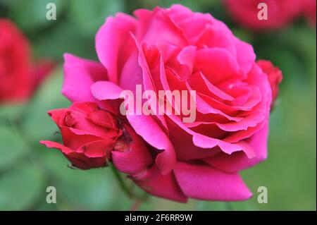 Dunkelrote Hybride Perpetuelle Rose (Rosa) Charles Lefebvre blüht im Juni in einem Garten Stockfoto