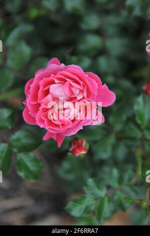 Rosa Miniaturrose (Rosa) im Juni blüht die charmante Rose in einem Garten Stockfoto