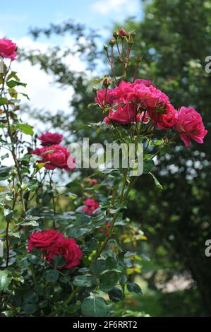 Im Juni blüht in einem Garten die tiefrosa Strauchrose (Rosa) Cherryade Stockfoto