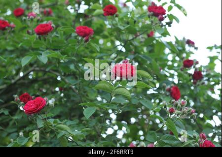 Dunkelrote Hybride Multiflora-Rose (Rosa) Chevy Chase blüht im Juni in einem Garten Stockfoto