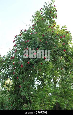 Dunkelrote Hybride Multiflora-Rose (Rosa) Chevy Chase blüht im Juni in einem Garten Stockfoto