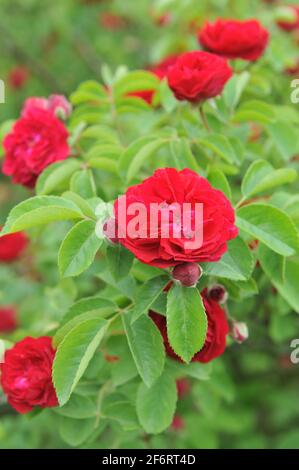 Dunkelrote Hybride Multiflora-Rose (Rosa) Chevy Chase blüht im Juni in einem Garten Stockfoto