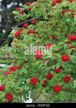 Dunkelrote Hybride Multiflora-Rose (Rosa) Chevy Chase blüht im Juni in einem Garten Stockfoto