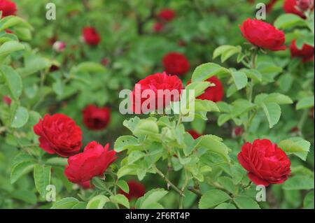 Dunkelrote Hybride Multiflora-Rose (Rosa) Chevy Chase blüht im Juni in einem Garten Stockfoto