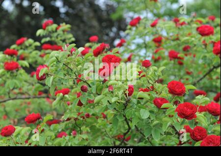 Dunkelrote Hybride Multiflora-Rose (Rosa) Chevy Chase blüht im Juni in einem Garten Stockfoto