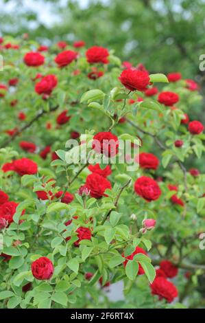 Dunkelrote Hybride Multiflora-Rose (Rosa) Chevy Chase blüht im Juni in einem Garten Stockfoto