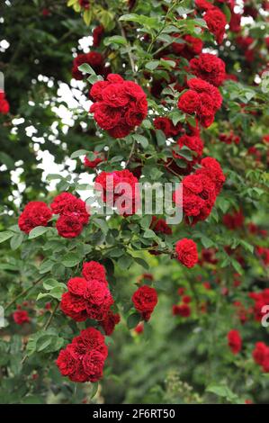 Dunkelrote Hybride Multiflora-Rose (Rosa) Chevy Chase blüht im Juni in einem Garten Stockfoto