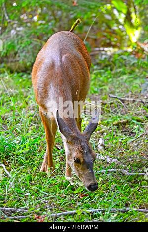 Schwarzschwanzhirsche fressen frische Blätter, Nordamerika Stockfoto