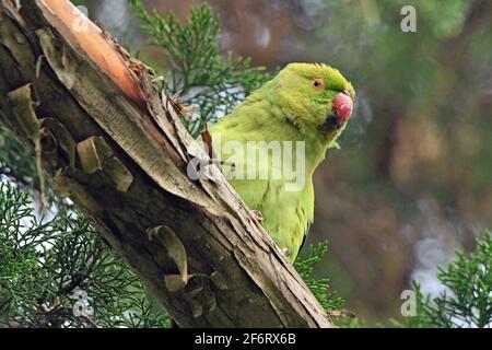 Rosenberingsittich (Psittacula krameri), ringhalsiger Sittich Stockfoto