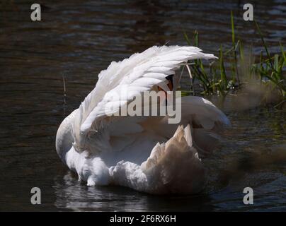 Erwachsener Weißer Schwan mit dem Kopf unter einem erhöhten Flügel, der sein Gefieder aufweiden wird. Stockfoto