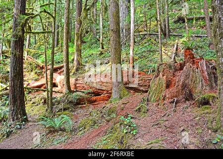 Umgestürzten Baum im Wald Stockfoto