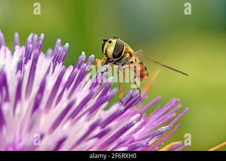 Schweben fliegen auf Dornblume Stockfoto