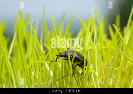 Schwarze Kakerlake lebt auf grünen Gras Wiese Ökosystem, Tier Insekten Tierwelt Stockfoto