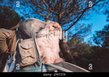 Schöne graue perserkatze im Rucksackträger sitzend. Gehen mit der Katze. Reisen mit Haustier Stockfoto