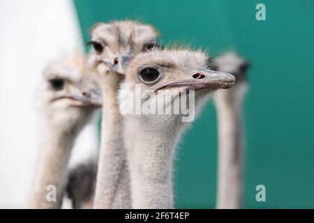 Straußenvögel Kopf vorne Porträt im Park. Stockfoto