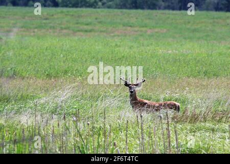 Ein junger Bock mit Samtgeweih steht auf einem Feld Stockfoto