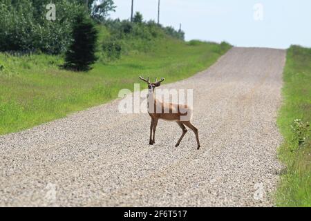 Ein Gießbock steht mitten in einem Kies Straße Stockfoto