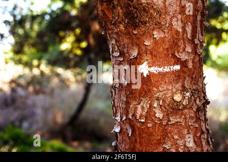 Ein Pfeil zeigt den Weg in den Naturschutz, Baum mit Kopierraum. Stockfoto