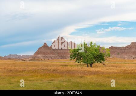 Einsamer Baum auf einer Wiese mit geologischen Sandsteinfelsen, Badlands-Nationalpark, South Dakota, Vereinigte Staaten von Amerika (USA). Stockfoto