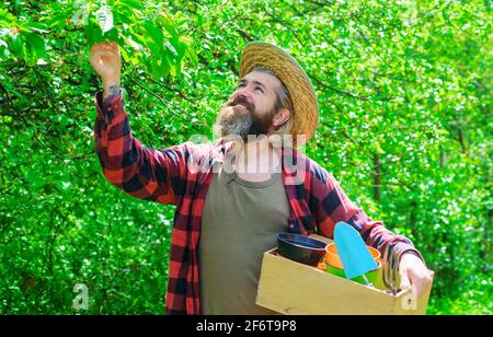 Gärtnerarbeit. Professioneller Gärtner mit Gartengeräten. Glücklicher bärtiger Mann im Garten. Öko-Farm Stockfoto