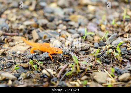 Eine Nahaufnahme eines kleinen orangefarbenen Salamanders auf einem Schotterweg Stockfoto