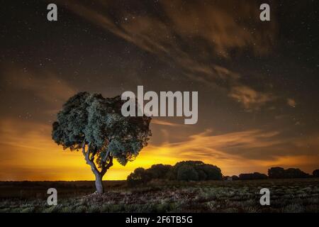 Nachtaufnahme mit Sternenhimmel eines Baumes mit Lichtverschmutzung am Himmel von einer großen Stadt in der Ferne, Eiche bei Nacht mit goldenem Himmel Stockfoto