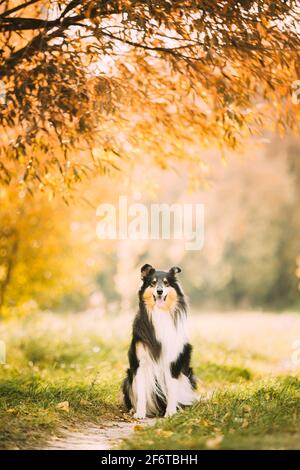 Tricolor Rough Collie, Lustige schottische Collie, langhaarige Collie, englischer Collie, Lassie Hund posiert im Freien im Park. Portrait Im Autumn Park Stockfoto