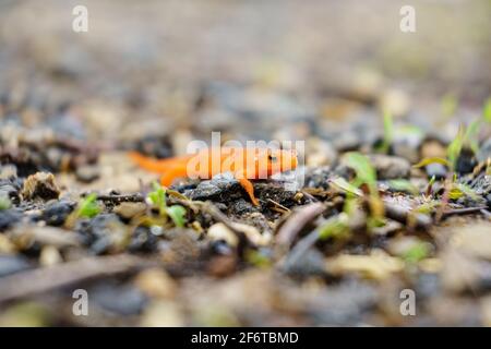 Eine Nahaufnahme eines kleinen orangefarbenen Salamanders auf einem Schotterweg Stockfoto